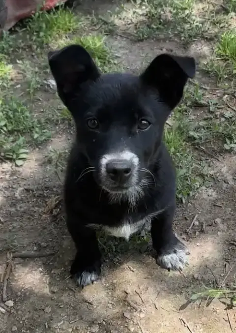 Rex E