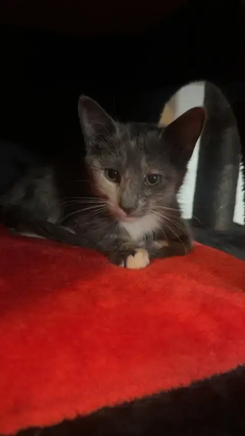 Pootie
