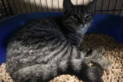 Tabby photo 4