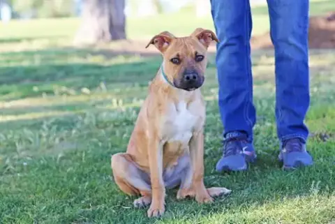 Koda