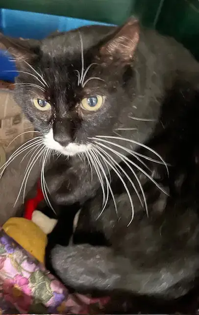 Bob