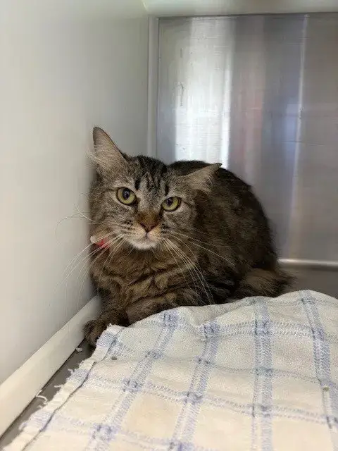 *Tina