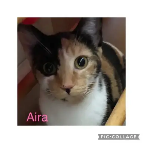 Aira Mirage photo 2