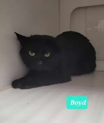 Boyd photo 4