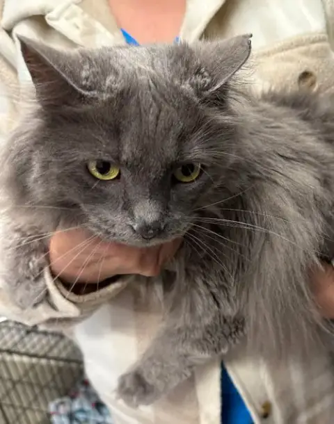 Fiona