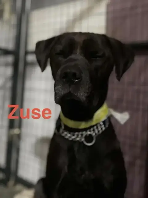 Zuse photo 2
