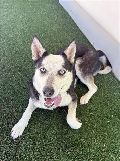 Bonnie