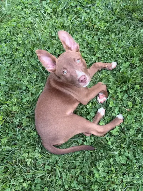 Cane