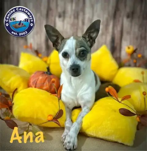 Ana photo 4