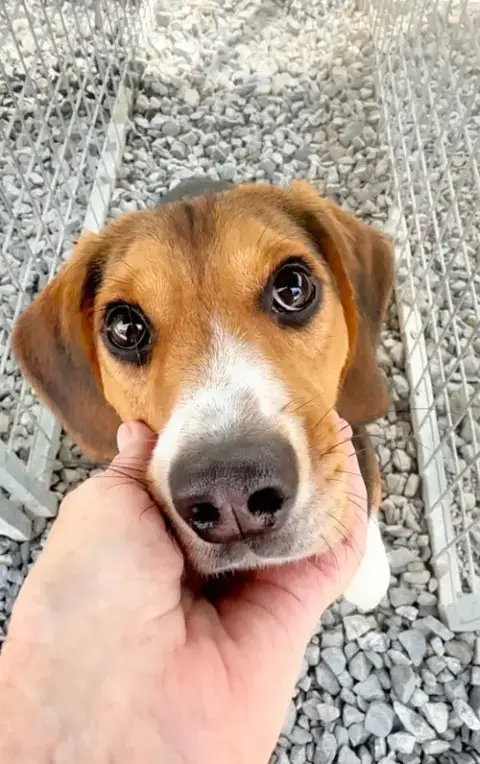 Ranger Beagle photo 5