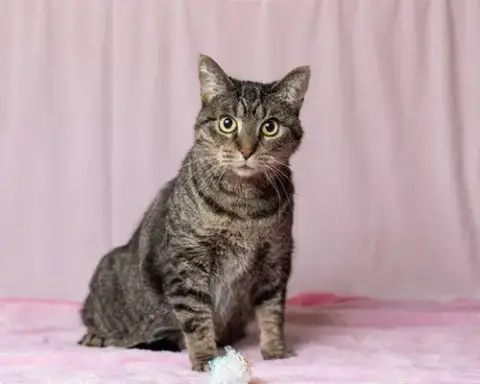 Tabby
