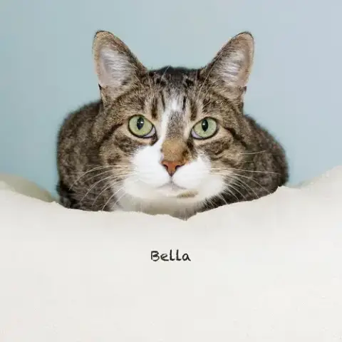 Bella