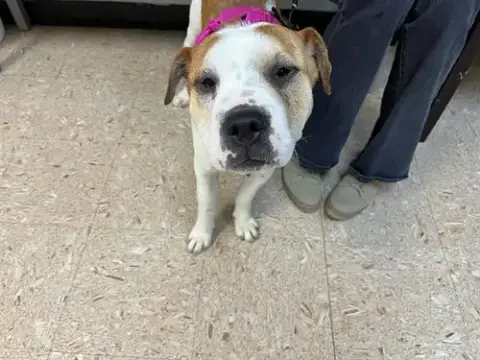 Taco