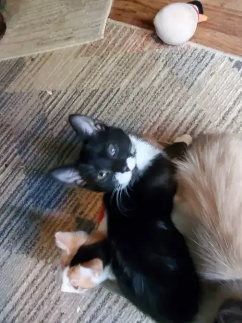 Kittiez photo 3