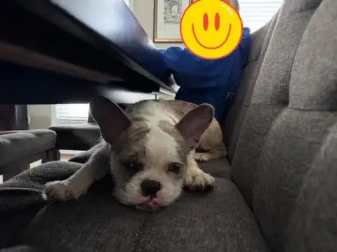 Chip photo 4