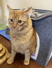 Garfield