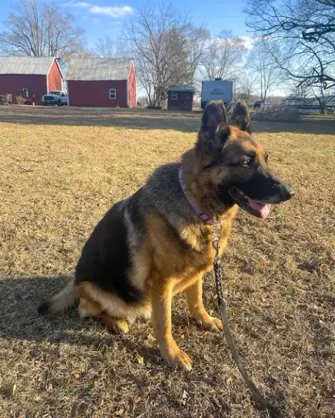 Sadie photo 2