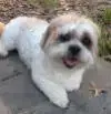 Foha Sponsorship Dogs photo 2