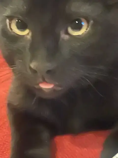 Miss Panther photo 4