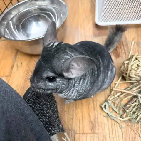 Loaf