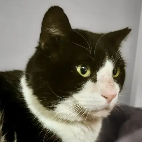 Sylvester photo 2
