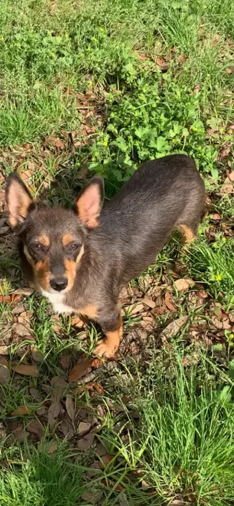 Mouse photo 3