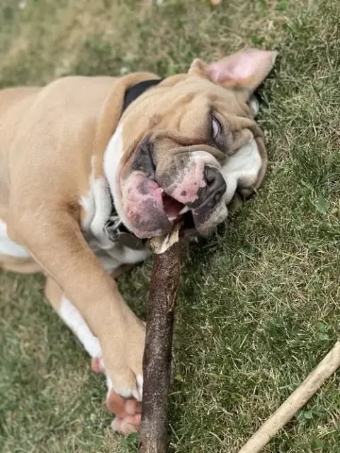 Bruiser photo 3
