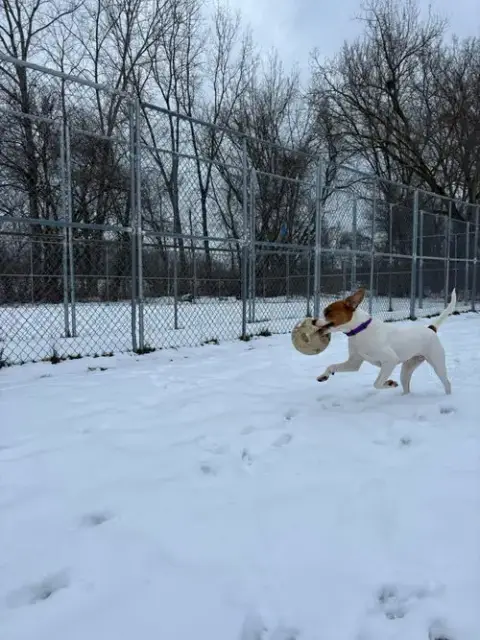 Hazel photo 3