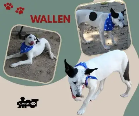 Wallen