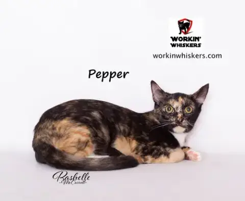 Pepper photo 4