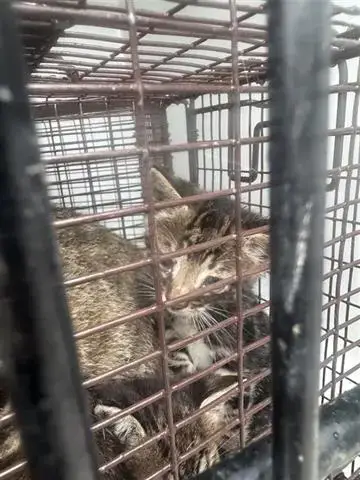 A655312