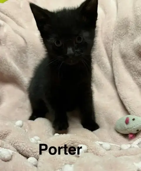 Porter photo 2
