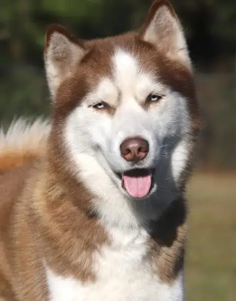 Louie