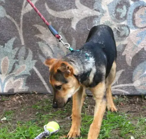 Ranger-5Month Sweetboy Neuter Contract Required$75 photo 2