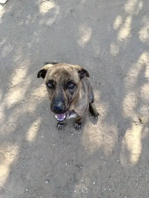 Parvati-Good Candidate For Therapy Pooch photo 2