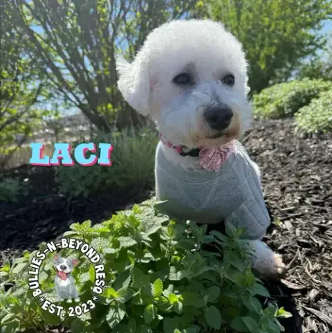 Laci photo 3