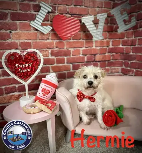 Hermie photo 3
