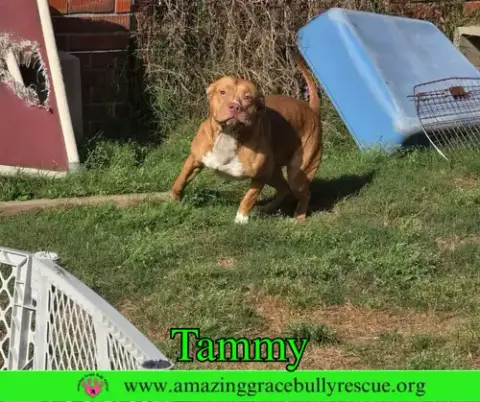 Tammy photo 2