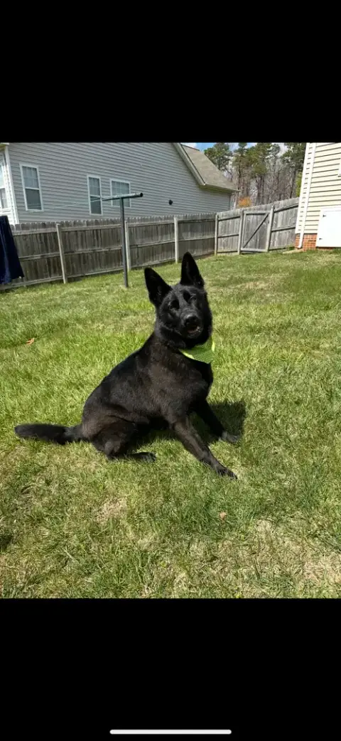 Oso