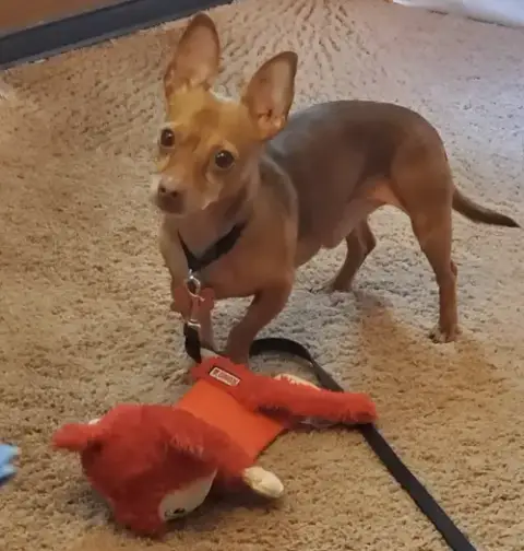 Coco8