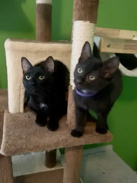 Melody Cats