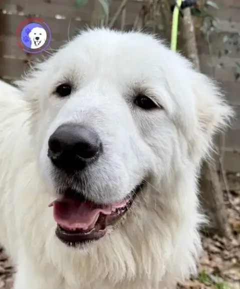 Finn