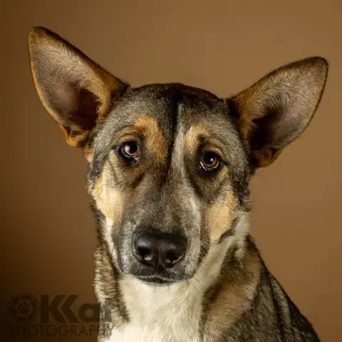 Nala photo 2