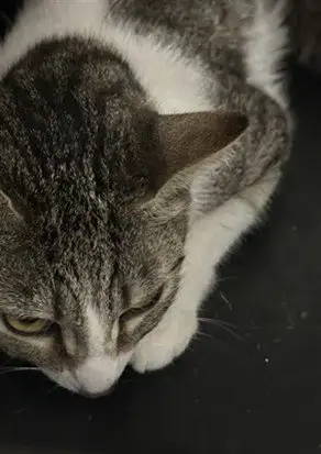 Fiona