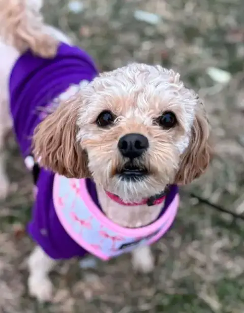 Penny photo 2