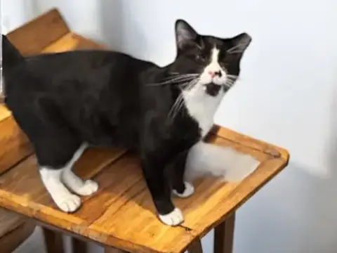 Felix photo 2