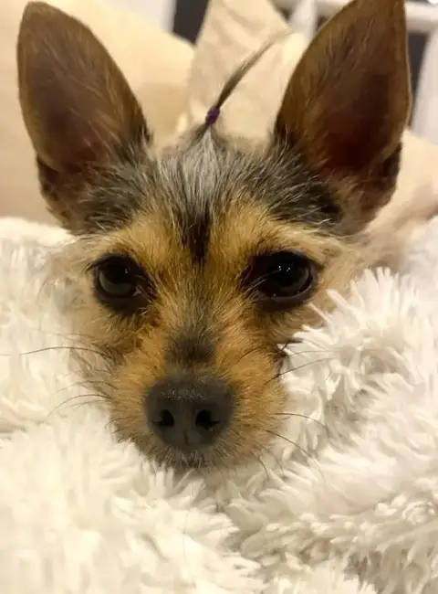 Muffin
