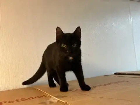 Maverick