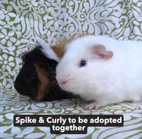 Curley