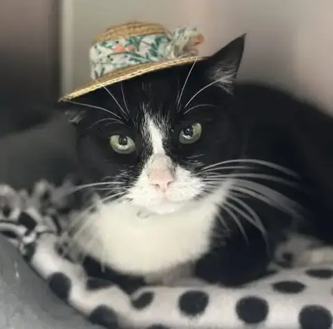 Duchess Meowington photo 2